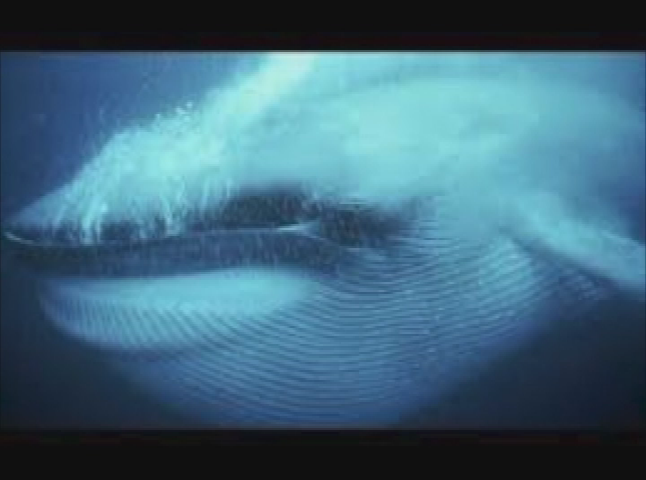 Thumbnail image for Needs to be Seen - 259