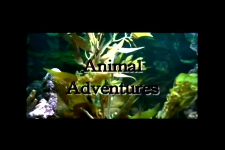 Thumbnail image for Animal Adventures - 01 - Willard Pond, NH