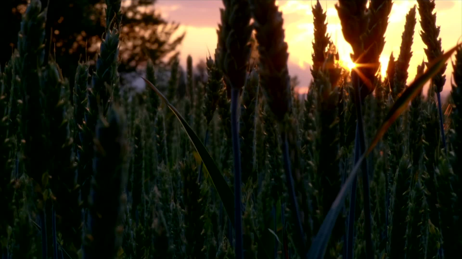 Thumbnail image for Needs to be Seen - 369