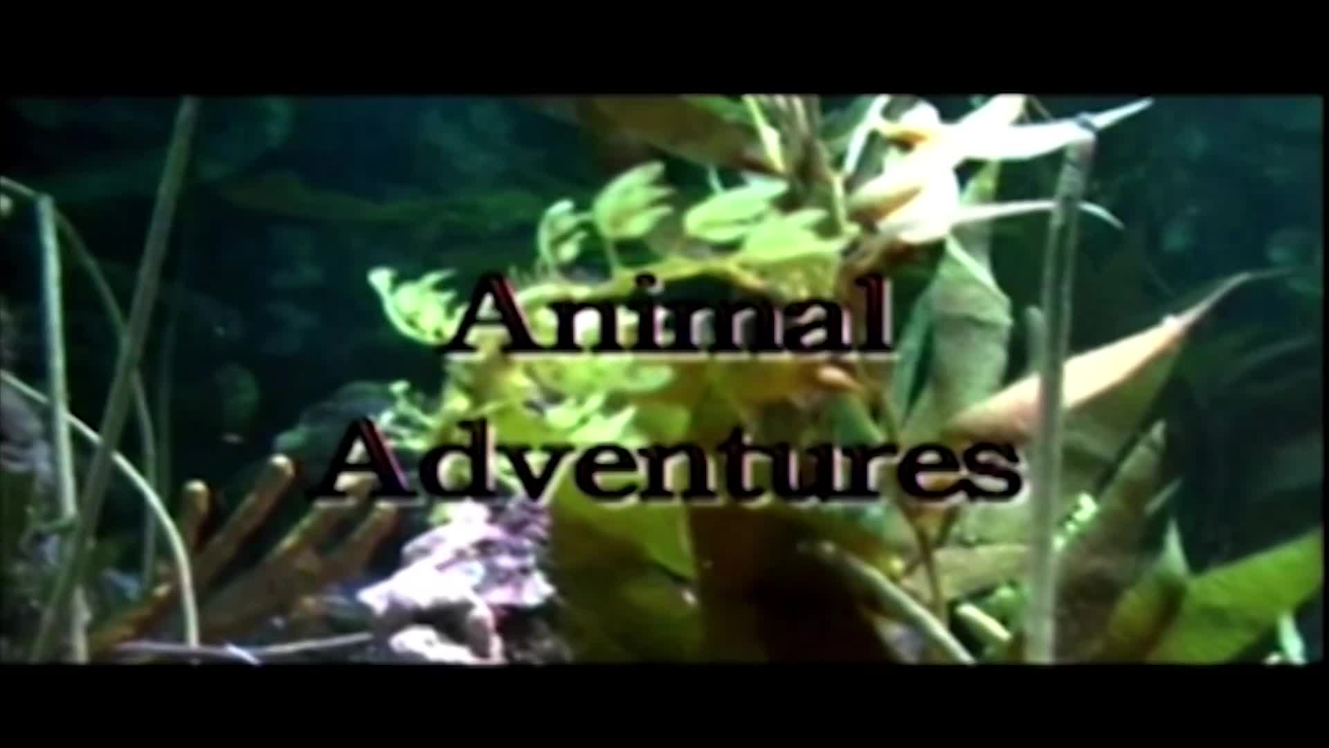 Thumbnail image for Animal Adventures - 06 - Talbot Taylor