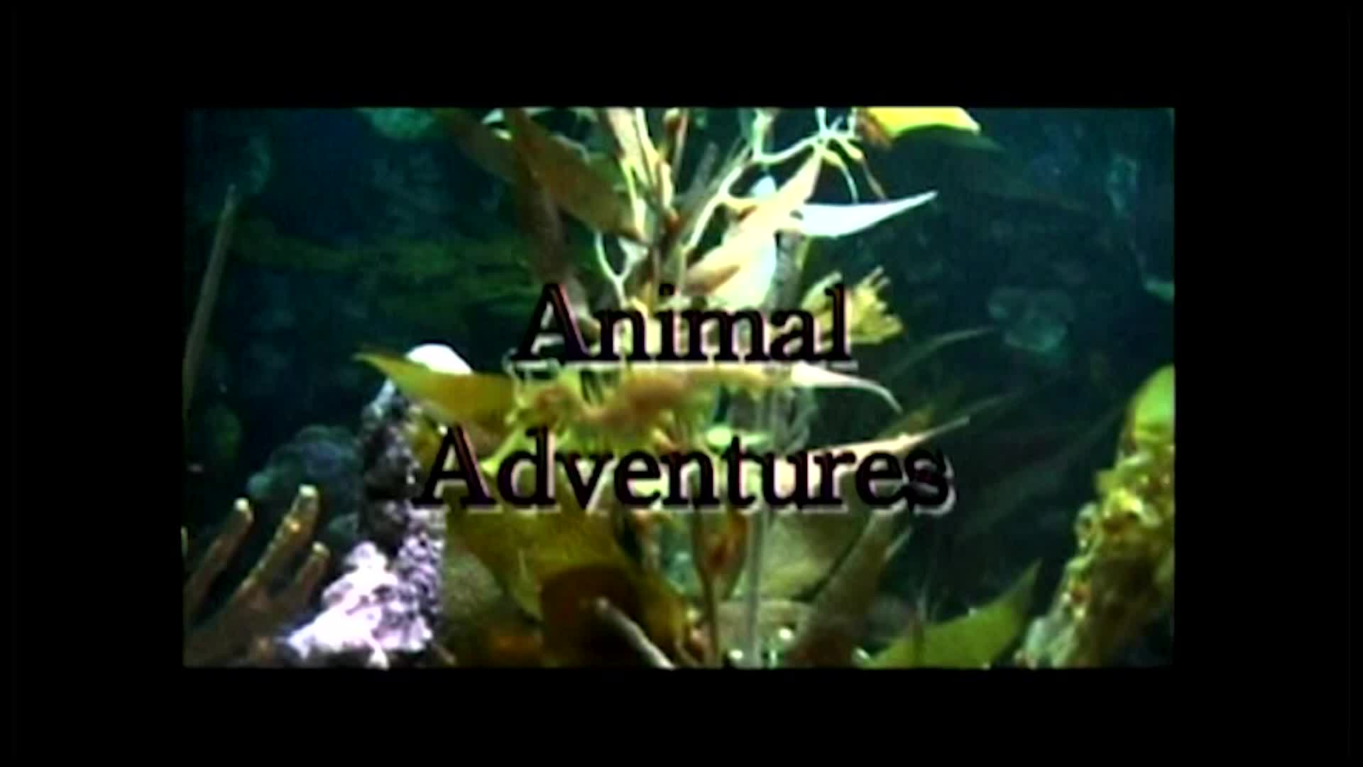 Thumbnail image for Animal Adventures - 07 - Lincoln Woods Leominster