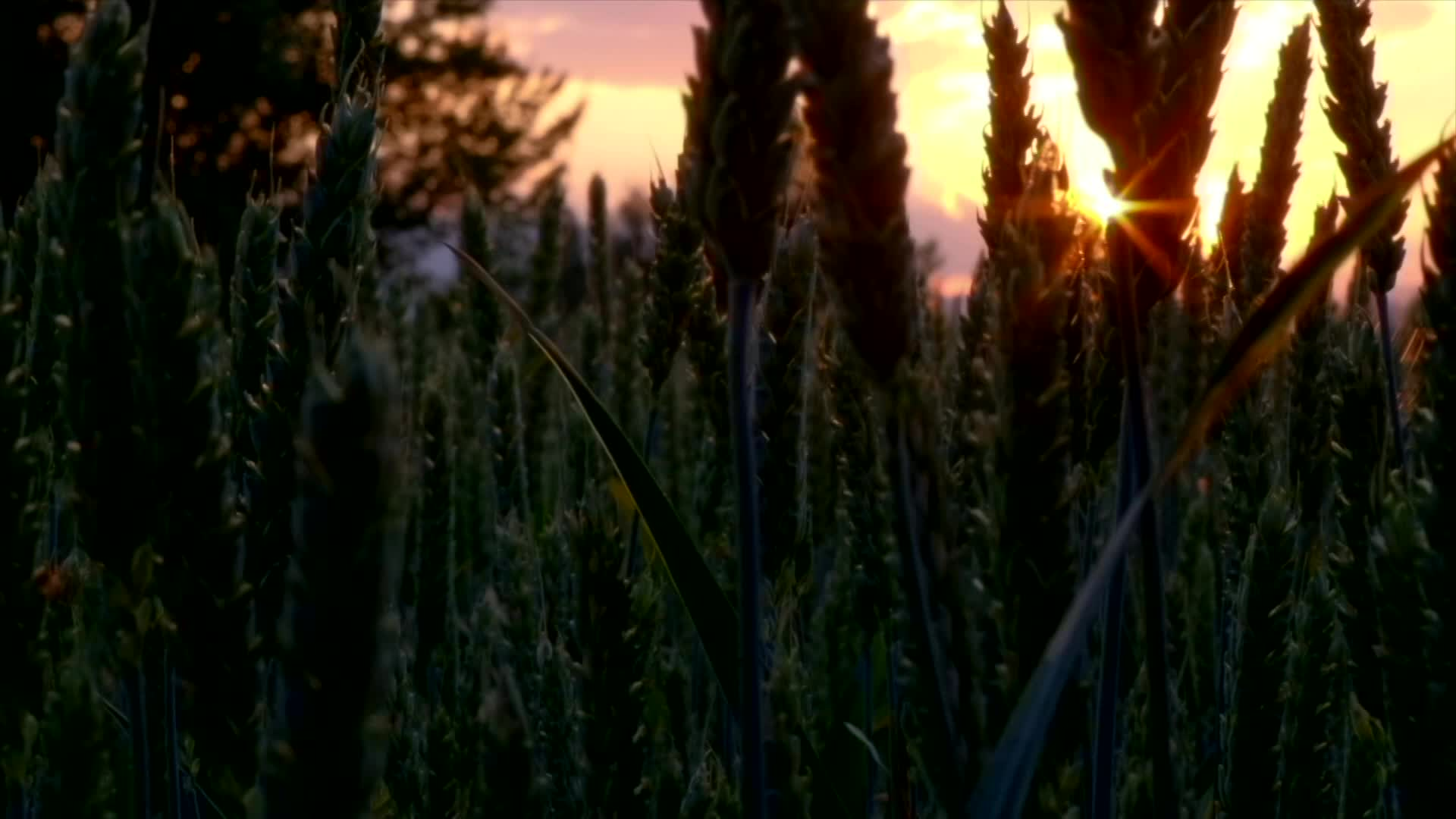 Thumbnail image for Needs to be Seen - 370