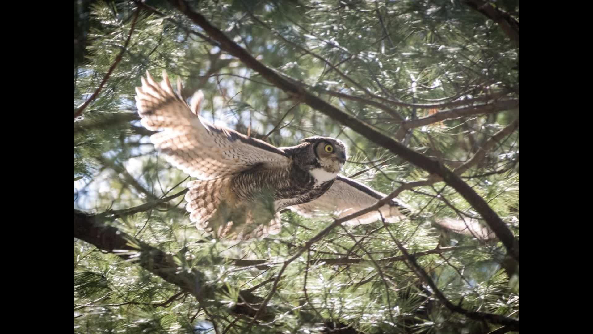 Thumbnail image for Nature Migration Presentation (03/25/2024)