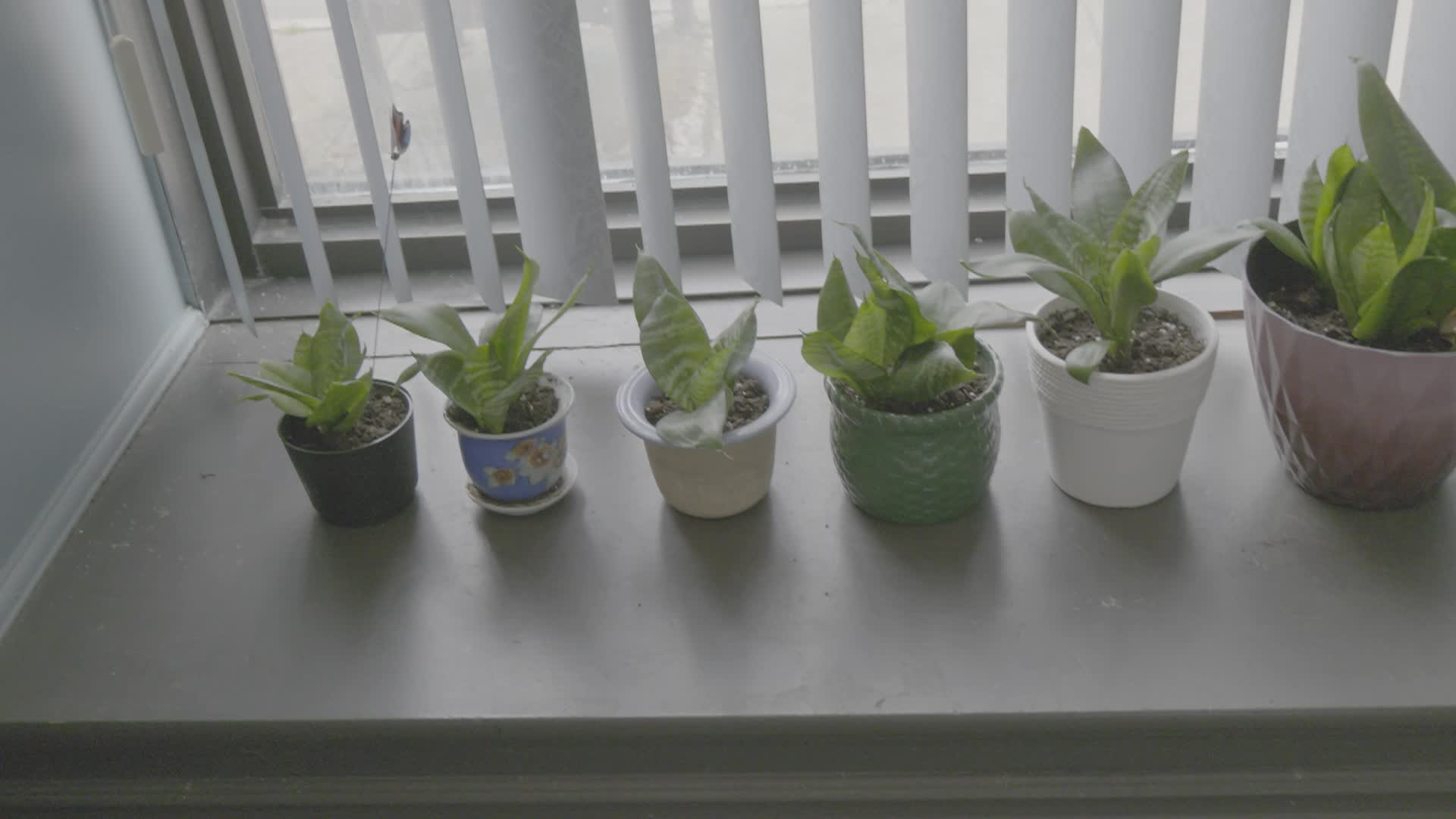 Thumbnail image for 20250822-BrocktonGardenClubPSA