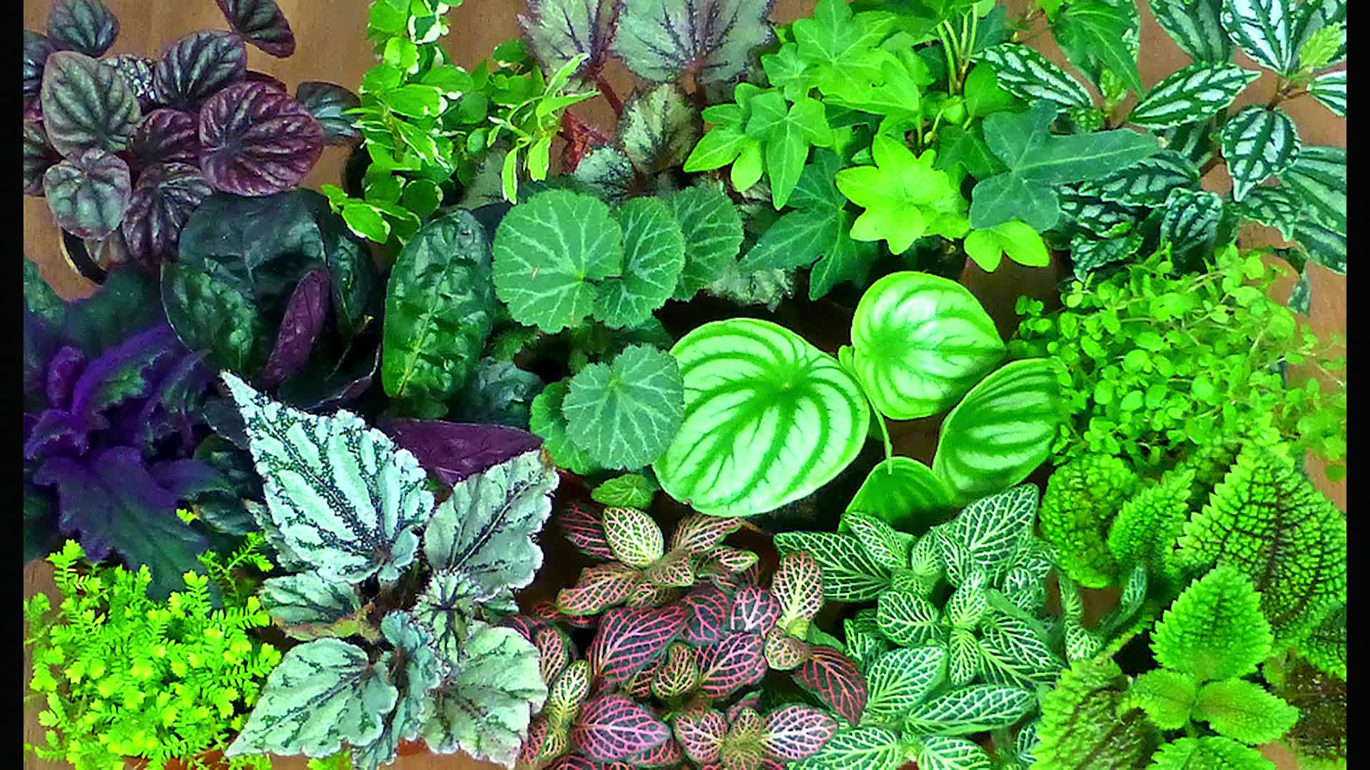 Thumbnail image for 20260108-GardenClubPSA