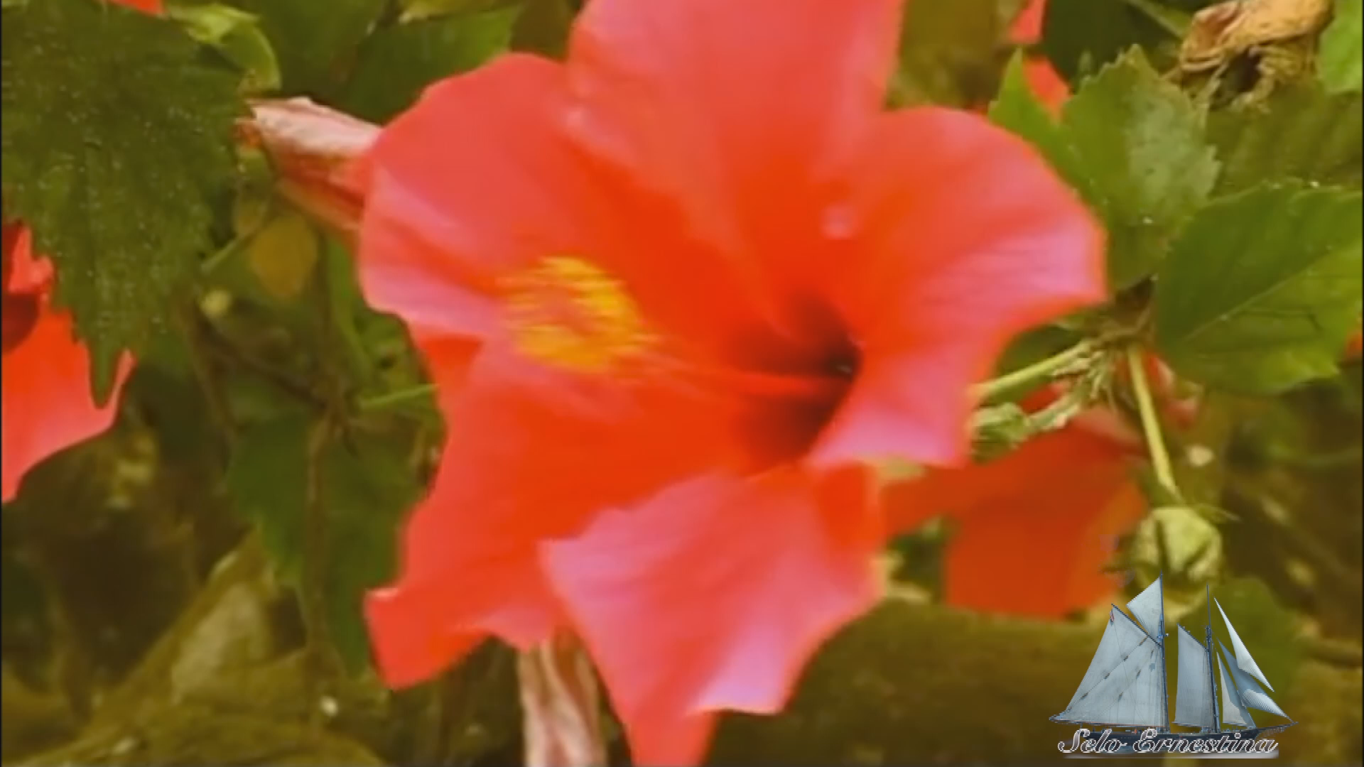 Thumbnail image for Selo Ernestina - 975